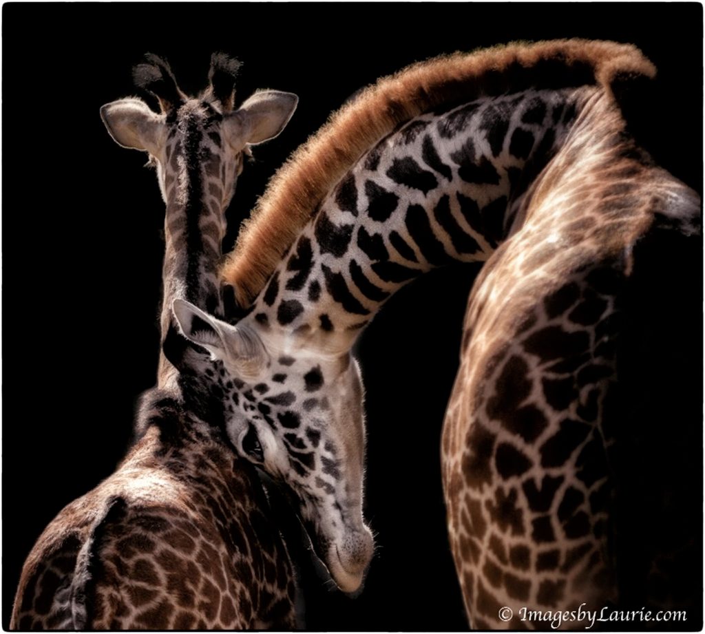 Wildlife, Giraffe, Nik Collection 4